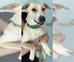 Small Photo #8 Labrador Retriever-Unknown Mix Puppy For Sale in Chico, CA, USA