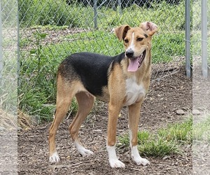 Coby - Male Beagle-Unknown Mix Dog for Adoption - Photo #6