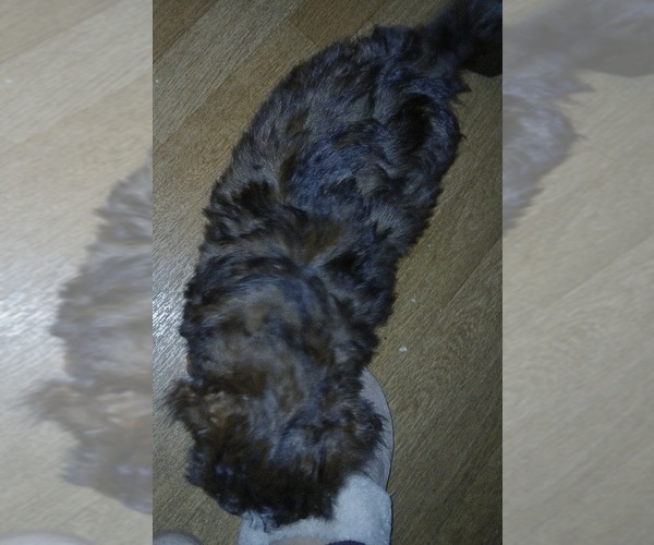 Medium Photo #4 Maltipoo (Toy) Puppy For Sale in BURLINGTON, MA, USA