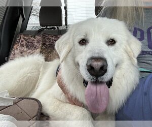 Great Pyrenees Dogs for adoption in Skokie, IL, USA