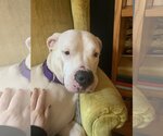 Small Photo #4 Dogo Argentino Puppy For Sale in Uwchlan, PA, USA