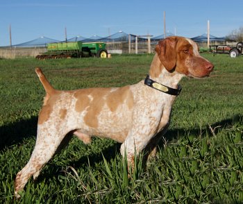 Medium Photo #1 Brittany Puppy For Sale in STERLING, CO, USA