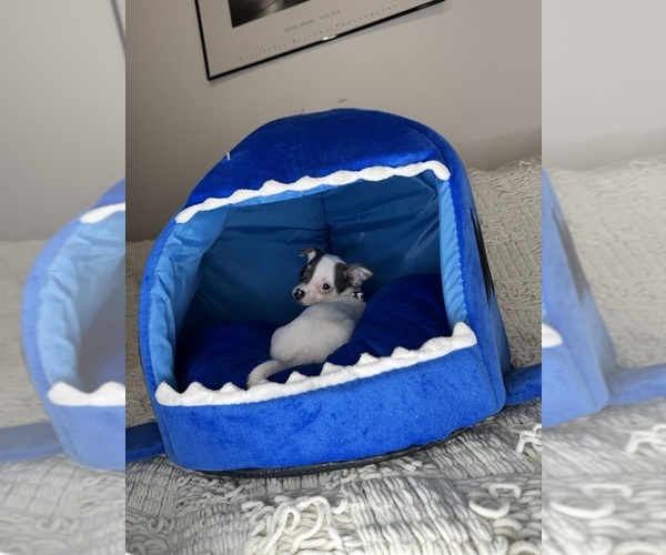 Medium Photo #19 Chihuahua Puppy For Sale in CHARLOTTE, NC, USA