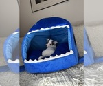 Small #18 Chihuahua