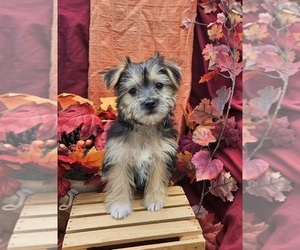 Morkie Puppy for Sale in LAKE, Michigan USA