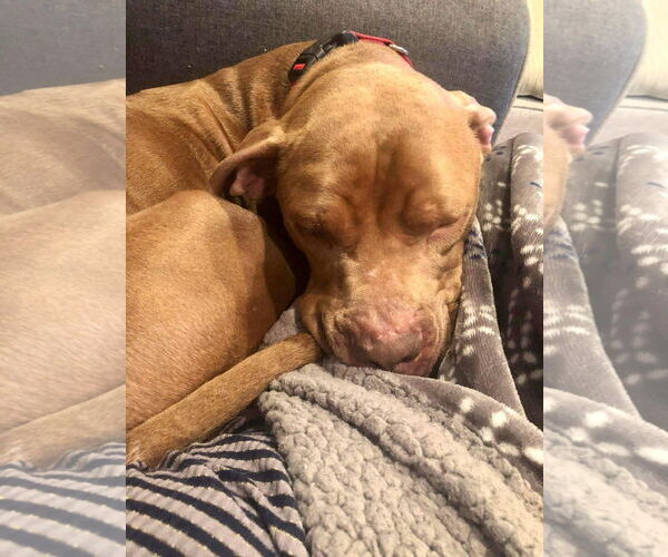 Medium Photo #29 American Pit Bull Terrier-Unknown Mix Puppy For Sale in Germantown, OH, USA