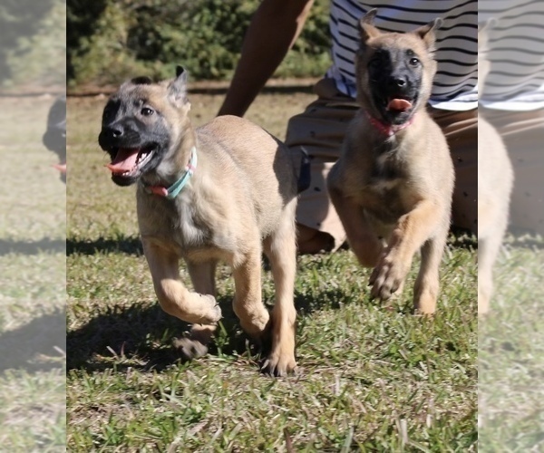 Medium Photo #4 German Shepherd Dog Puppy For Sale in NEW ORLEANS, LA, USA