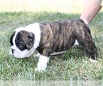 Small Photo #14 English Bulldog Puppy For Sale in HEFLIN, LA, USA