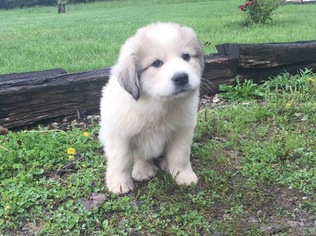purebred great pyrenees puppies for sale