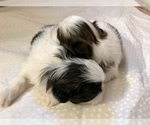 Small Photo #13 Shih Tzu Puppy For Sale in ARDEN, NC, USA