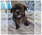 Small Photo #4 Morkie-Unknown Mix Puppy For Sale in LAKEVILLE, MN, USA