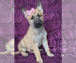 Small Photo #1 Malinois Puppy For Sale in PARADISE, PA, USA