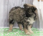 Small Photo #2 Norwegian Elkhound-Unknown Mix Puppy For Sale in FREDERICKSBG, OH, USA