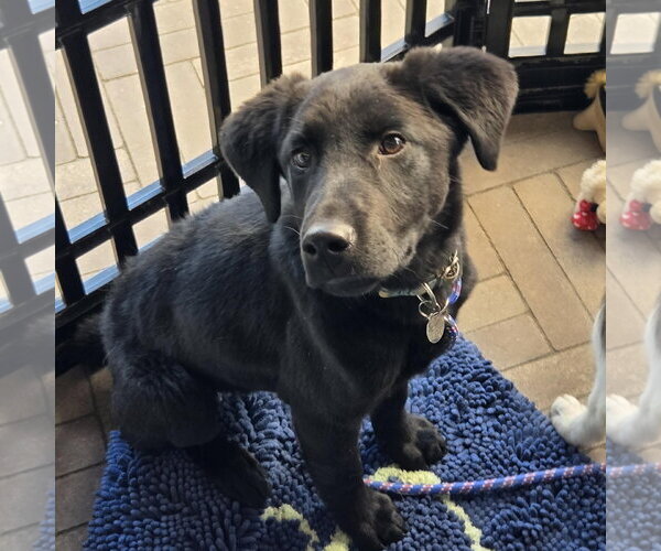 Medium Photo #3 Border Collie-Unknown Mix Puppy For Sale in Overland Park, KS, USA