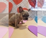 Small Photo #14 French Bulldog Puppy For Sale in BALDWIN PARK, CA, USA