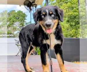 Australian Shepherd Puppy for sale in SOUTH HILL, VA, USA