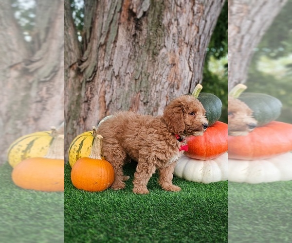 Medium Photo #3 Poodle (Miniature) Puppy For Sale in INDIANAPOLIS, IN, USA