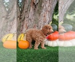 Small #2 Poodle (Miniature)