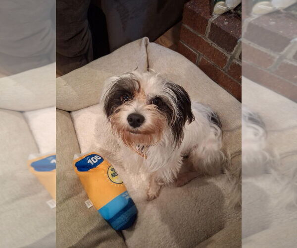 Medium Photo #12 Mutt Puppy For Sale in Minneapolis, MN, USA