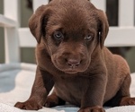 Small #4 Labrador Retriever
