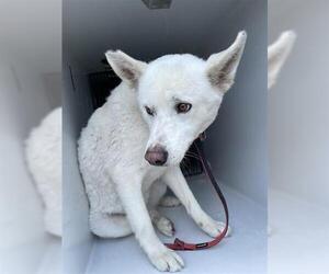 German Shepherd Dog Dogs for adoption in Houston, TX, USA