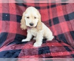Small #5 Cocker Spaniel