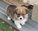 Small #1 Pembroke Welsh Corgi