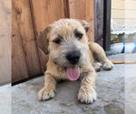 Small #1 Cairn Terrier Mix