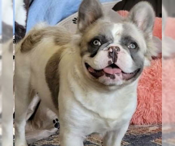 Medium Photo #4 French Bulldog Puppy For Sale in Hesperia, CA, USA