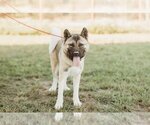 Small Photo #1 Akita Puppy For Sale in Pottstown, PA, USA
