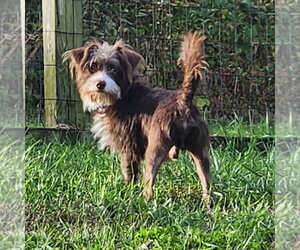 ShiChi Dogs for adoption in Walnutport, PA, USA