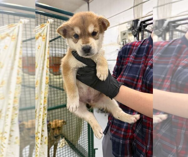 Medium Photo #2 Mutt Puppy For Sale in Calgary, Alberta, Canada