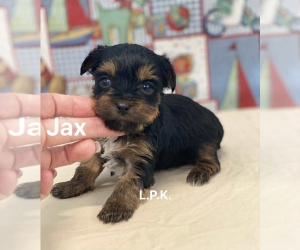 Medium Photo #1 Yorkshire Terrier Puppy For Sale in WINNSBORO, LA, USA