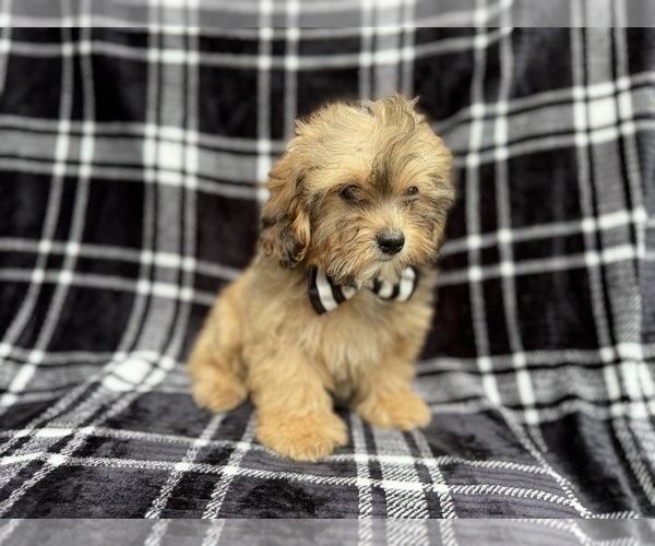 Medium Photo #4 Shih-Poo Puppy For Sale in LAKELAND, FL, USA