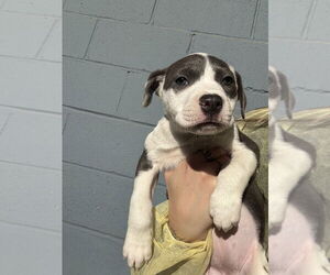 Mutt Dogs for adoption in Elmsford, NY, USA