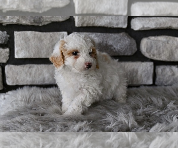 Medium Photo #5 Poodle (Toy) Puppy For Sale in MILLERSBURG, OH, USA