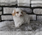 Small #4 Poodle (Toy)