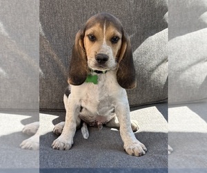Medium Beagle