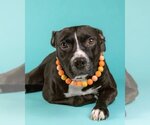 Small #2 American Pit Bull Terrier-Labrador Retriever Mix