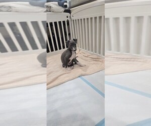 Italian Greyhound Puppy for sale in LA PUENTE, CA, USA