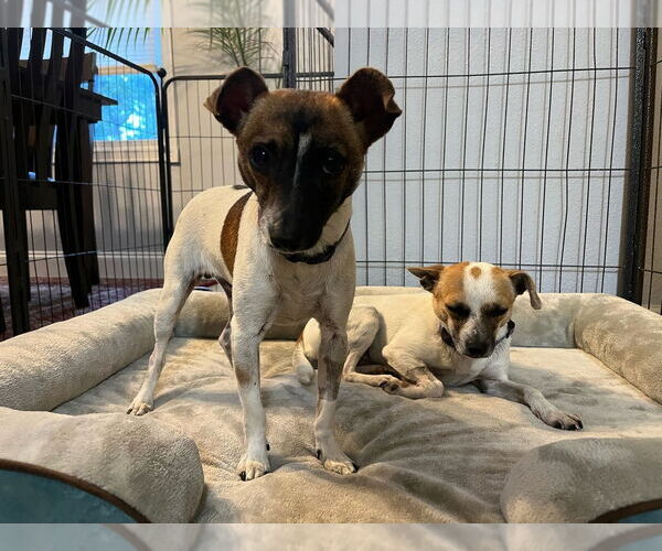 Medium Photo #6 Mutt Puppy For Sale in oakland, FL, USA
