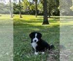 Small Photo #12 Australian Shepherd Puppy For Sale in MORROW, OH, USA