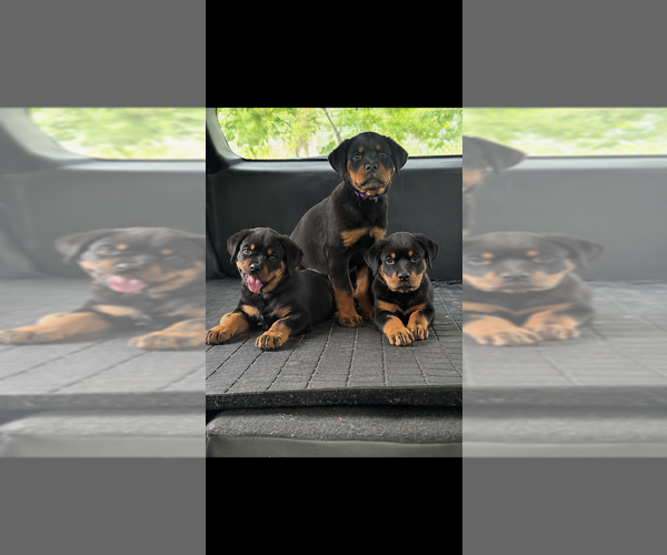 Medium Photo #1 Rottweiler Puppy For Sale in BRANFORD, FL, USA