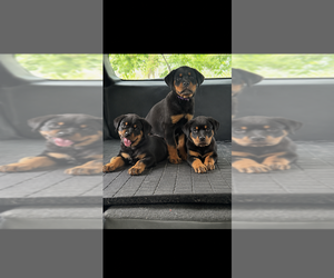 Rottweiler Puppy for sale in BRANFORD, FL, USA