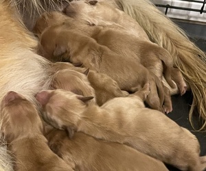 Golden Retriever Puppy for sale in CHINA SPRING, TX, USA