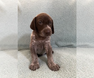 German Shorthaired Pointer Puppy for sale in CAMPSPRINGS, KY, USA