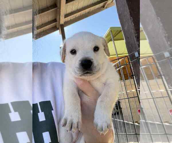 Medium Photo #1 Mutt Puppy For Sale in San Diego, CA, USA