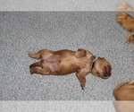 Puppy Skye Golden Retriever