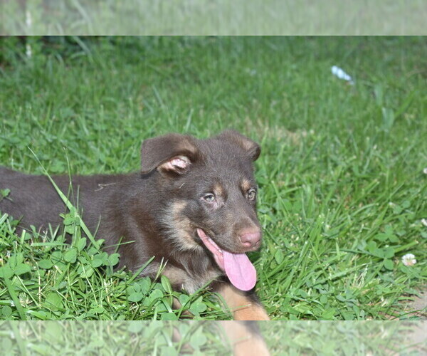 Medium Photo #3 German Shepherd Dog Puppy For Sale in RIVERDALE, MD, USA