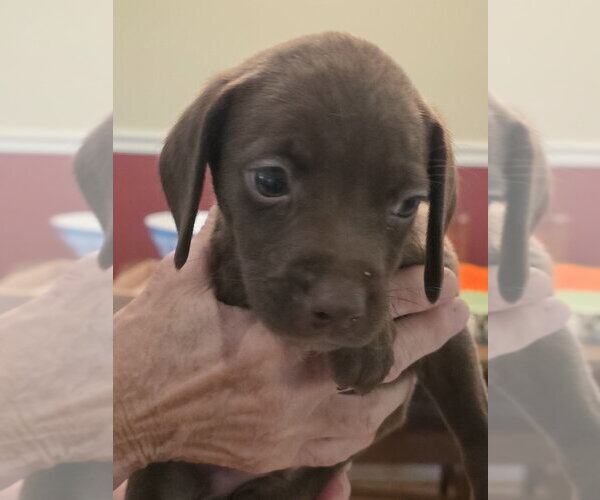 Medium Photo #2 Doxle Puppy For Sale in Aurora, IN, USA
